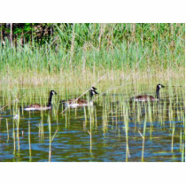 Canadian Geese Swimming photo sculptures by lifesphere Canadian Geese Swimming photo sculptures