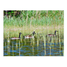 Canadian Geese Swimming Postcards