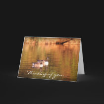 Canadian geese - thinking of you cards