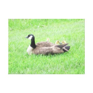 Canadian Goose and Goslings Stretched Canvas Prints