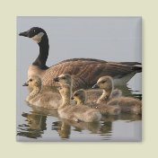 Canadian Goose and goslings Geese