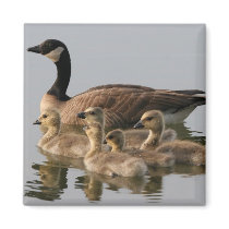 Canadian Goose and goslings Geese Refrigerator Magnet