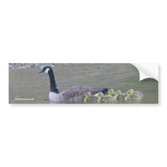 Canadian Goose Babies Nature Photo Bumper Sticker bumpersticker