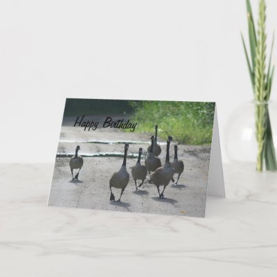 canadian_goose_family_nature_photo_birth