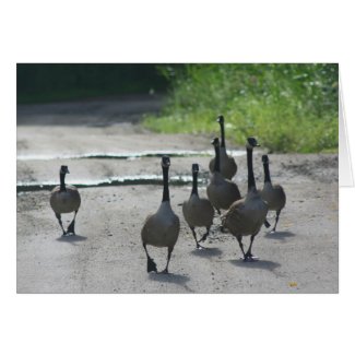 Canadian Goose Family Nature Photo Blank Note Card card
