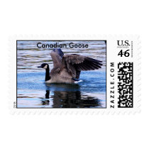 Canadian Goose First Class Stamp