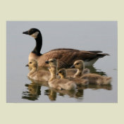Canadian Goose Geese
