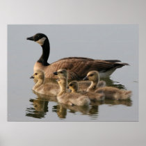 Canadian Goose Geese Print