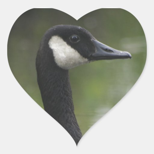 Canadian Goose Heart Sticker Zazzle