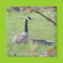 Canadian Goose Magnet magnets