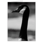 Canadian Goose Portrait Greeting Card,Note Card