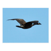 Canadian Goose Post Card