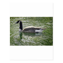 Canadian Goose Post Card