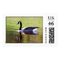 Canadian Goose postage