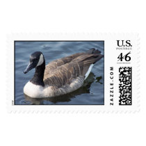 Canadian Goose postage