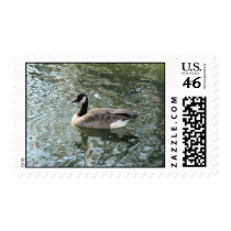 Canadian Goose Postage stamps