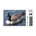 Canadian Goose Postage Stamp