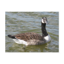 Canadian Goose postcards