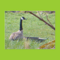 Canadian Goose postcard postcards
