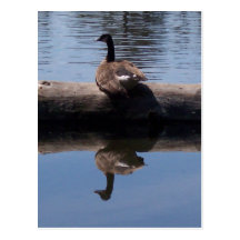 Canadian Goose Postcards