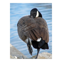 Canadian Goose posters by angelandspot Canadian Goose posters