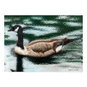 'Canadian Goose' posters by Pro_Artz 'Canadian Goose' posters