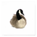 Canadian Goose posters