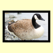 Canadian Goose Poster posters