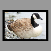 Canadian Goose Poster posters