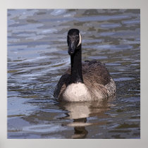 Canadian Goose Print posters
