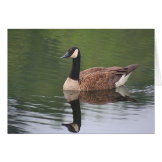 Canadian Goose Reflections Nature Note Card card