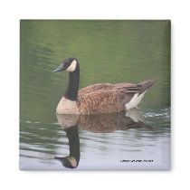 Canadian Goose Reflections Nature Photo Magnet by SmilinEyesTreasures Canadian Goose Reflections Nature Photo Magnet