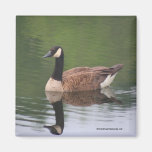 Canadian Goose Reflections Nature Photo Magnet