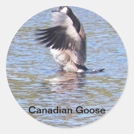 Canadian Goose Stickers Zazzle