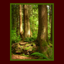 Canadian Landscape West Coast Forest Art Print posters