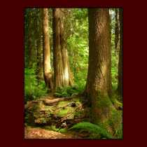 Canadian Landscape West Coast Forest Art Print posters