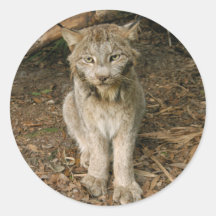 Canadian Lynx 0173 Sticker