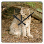 Canadian Lynx 0177e Square Wallclock