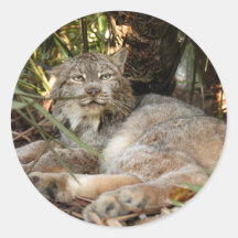 Canadian Lynx 0339e Round Stickers