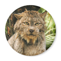 Canadian Lynx 4200e magnets