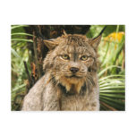 Canadian Lynx 4200e Postcards