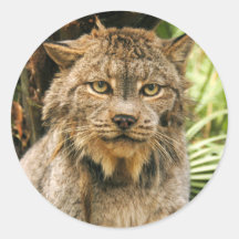 Canadian Lynx 4200e Stickers