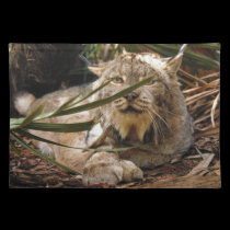 Canadian Lynx 4201e placemats