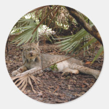 Canadian Lynx 7904 Round Stickers