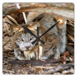 Canadian Lynx 8403e Square Wall Clocks