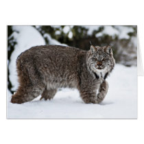 Canadian Lynx in the Snow Card