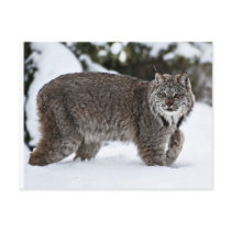 Canadian Lynx in the Snow Post Cards