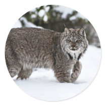 Canadian Lynx in the Snow Stickers