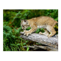 Canadian Lynx Kitten Ready to Pounce Postcards