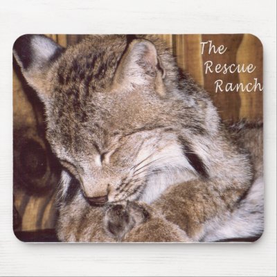 Canadian Lynx Mouse Pad by rescue_ranch